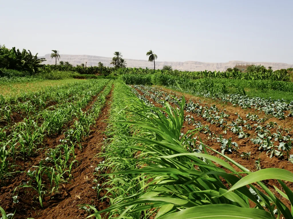 African food systems — why food security on the continent is a global concern